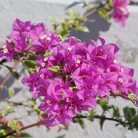 Hotel Casa Cytia Cartagena 外观 照片